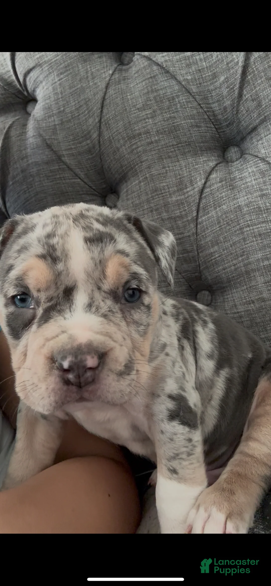 American Bully dogs for sale: Prince  - Ad 3