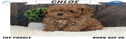 Toy Poodle dogs for sale: Chloe - Ad 1