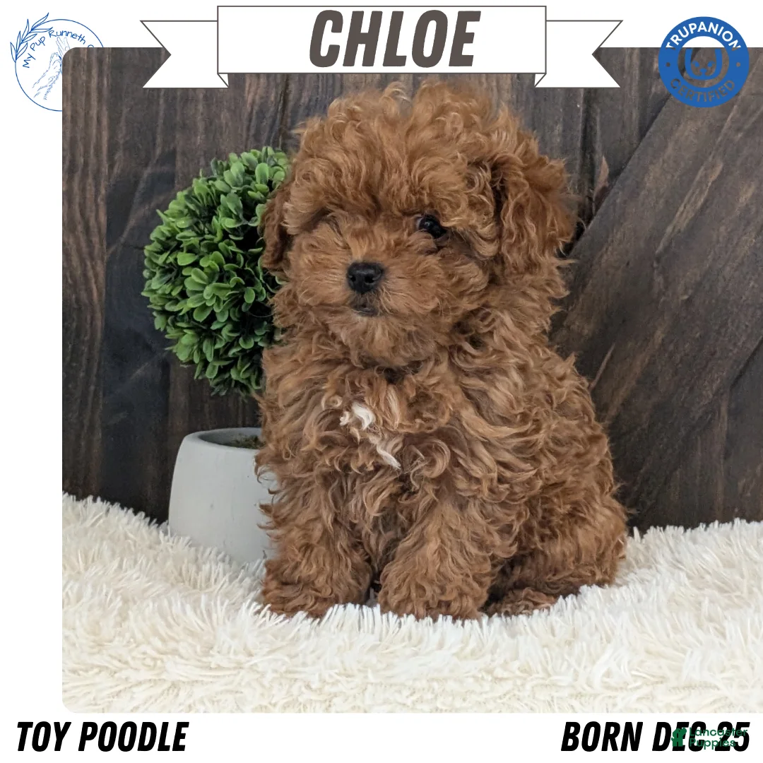 Toy Poodle dogs for sale: Chloe - Ad 1
