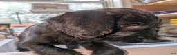 Mixed Breed dogs for sale: Taco - Ad 2