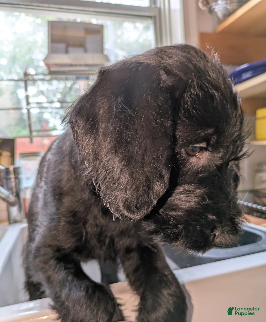 Mixed Breed dogs for sale: Taco - Ad 2