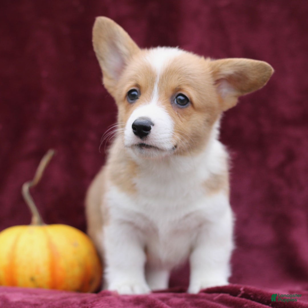 Welsh Corgi Pembroke dogs for sale: Hazel  - Ad 3