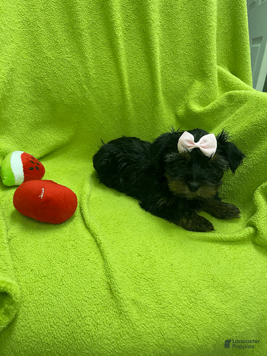 Yorkshire Terrier dogs for sale: Coco - Ad 2