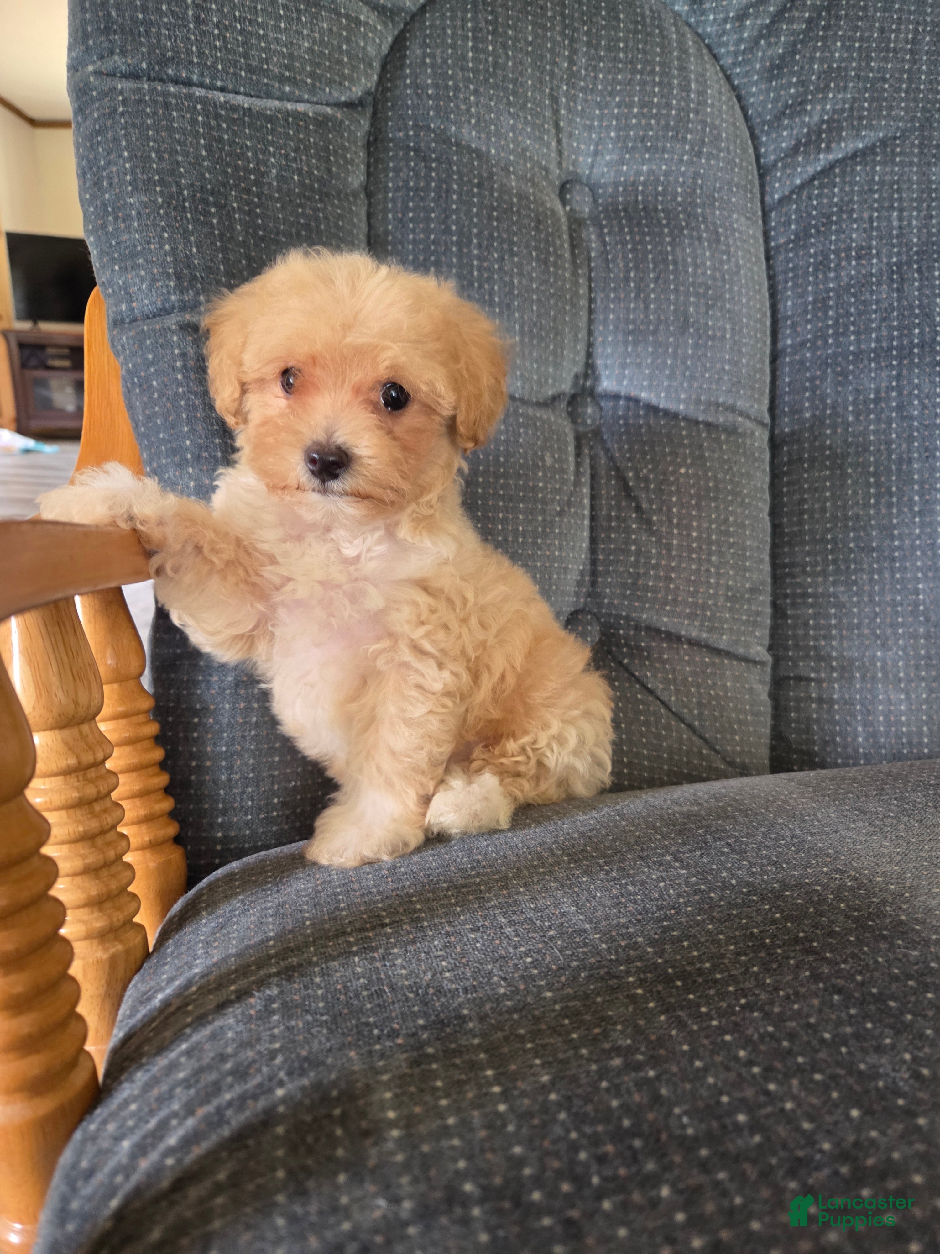 Maltipoo dogs Rusty - Ad 2