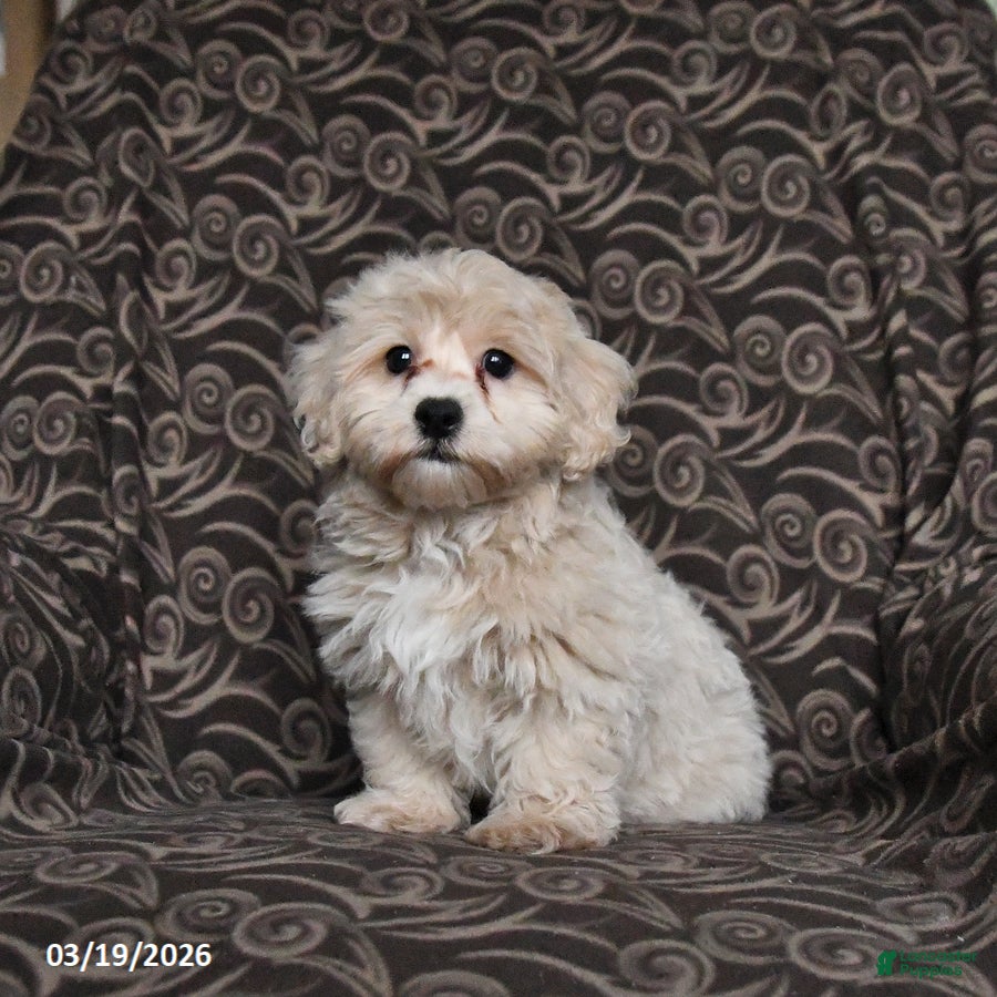 Maltipoo dogs Gorden - Ad 2