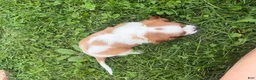 Cavalier King Charles Spaniel dogs for sale: Leo - Ad 4