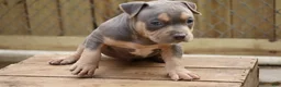 American Bully dogs for sale: Mr. Vegas - Ad 10