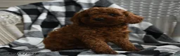 Miniature Poodle dogs for sale: Aarlynn - Ad 1