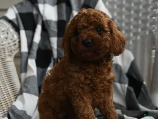 Miniature Poodle dogs Aarlynn - Ad 1