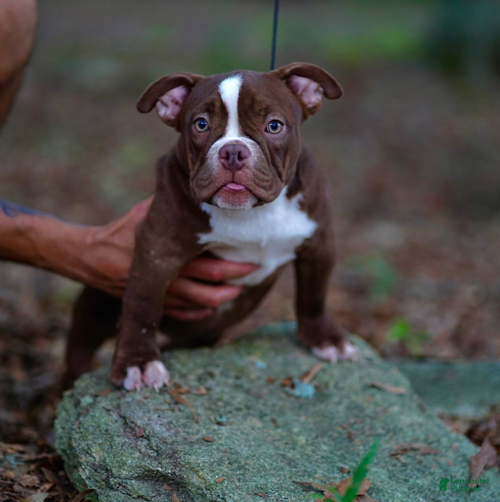 American Bully dogs American Bully 3 - Ad 24