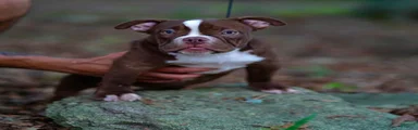 American Bully 3