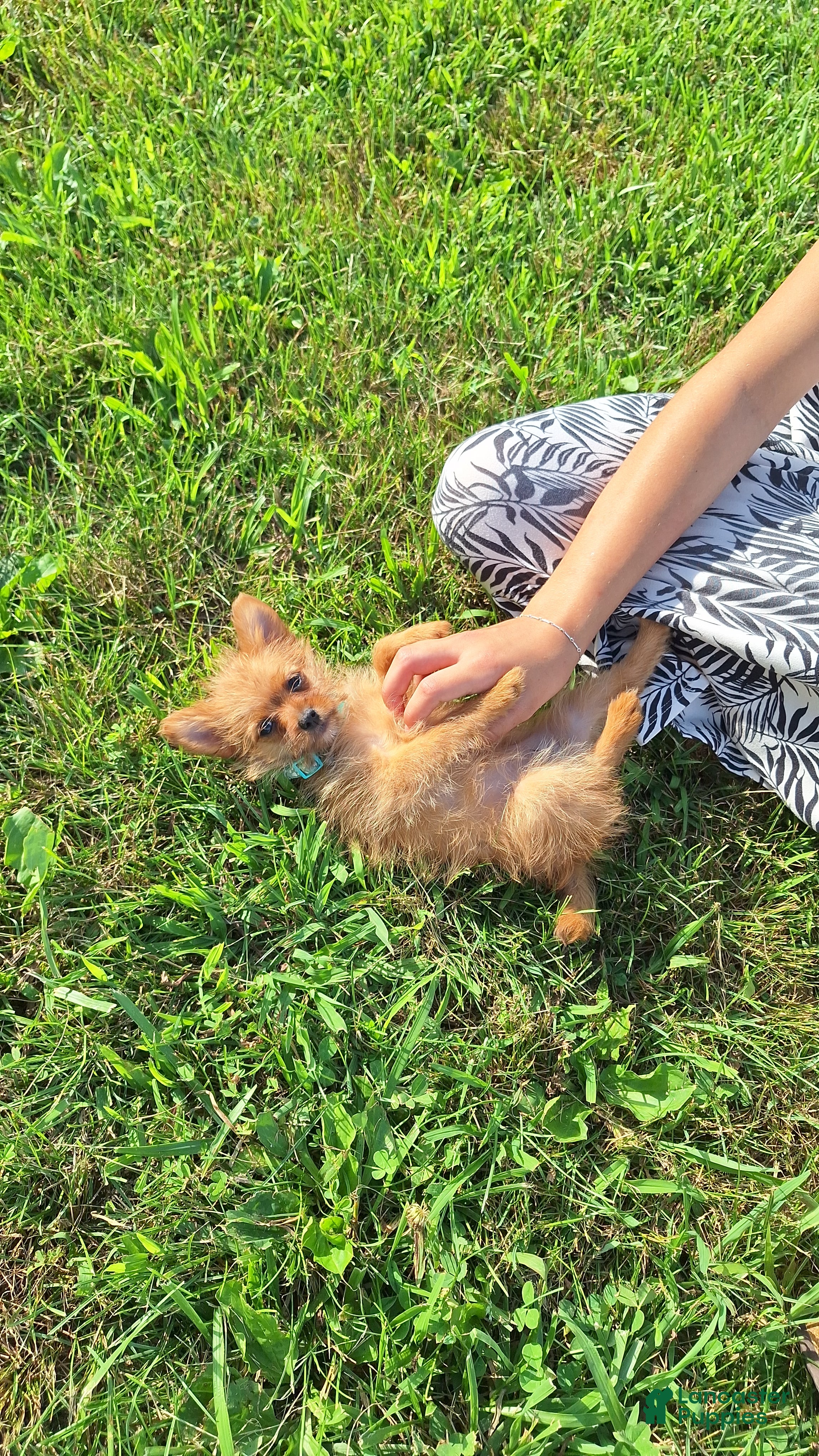 Mixed Breed dogs Tiny - Ad 2