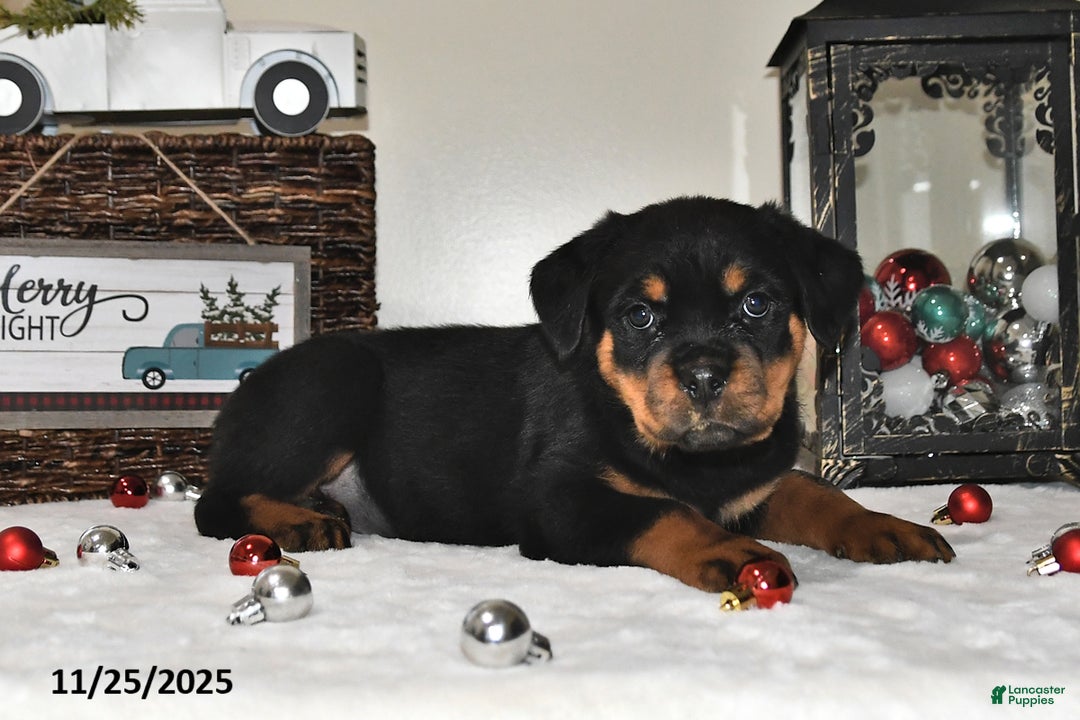 Rottweiler dogs for sale: Charlotte - Ad 3