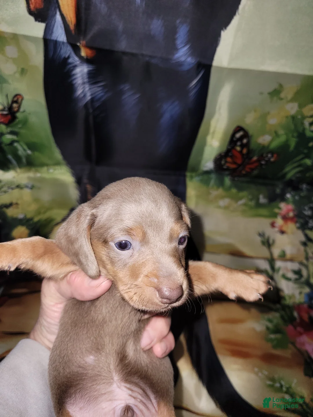 Miniature Dachshund dogs for sale: Vitor, isabella wire male - Ad 1