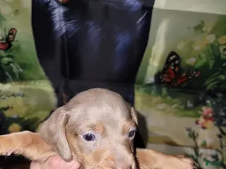 Miniature Dachshund dogs Vitor, isabella wire male - Ad 10