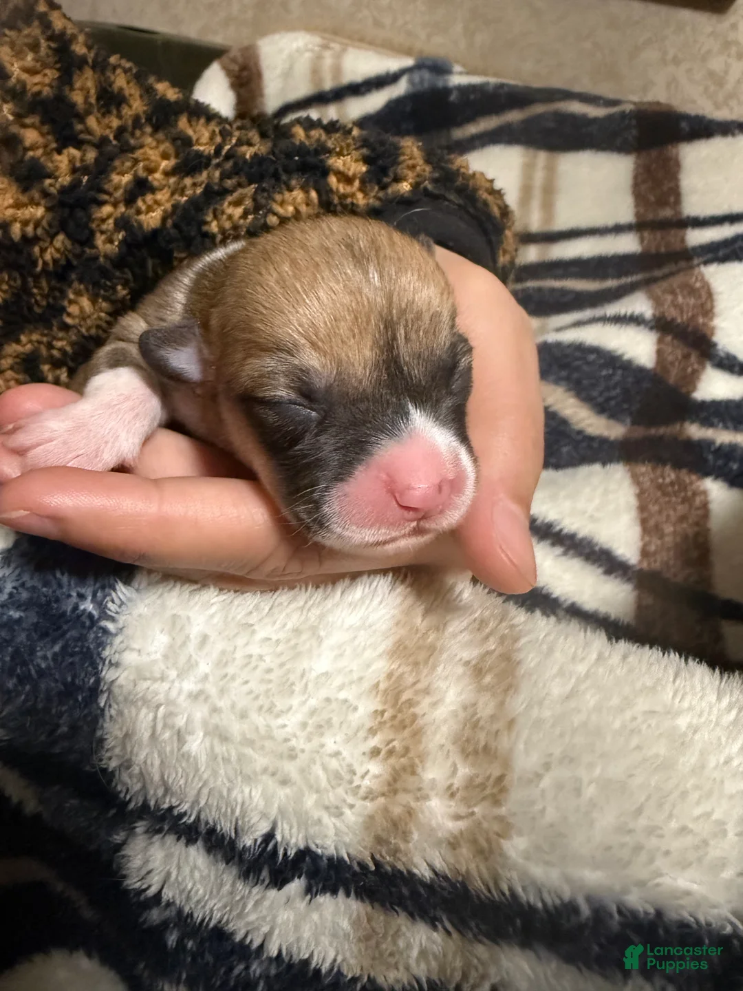 Welsh Corgi Pembroke dogs for sale: Welsh Corgi Pembroke Puppy 7 - Ad 1