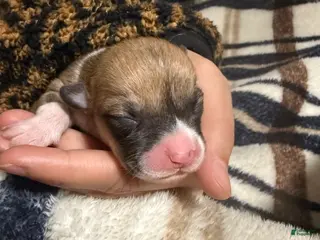 Welsh Corgi Pembroke dogs Welsh Corgi Pembroke Puppy 7 - Ad 32