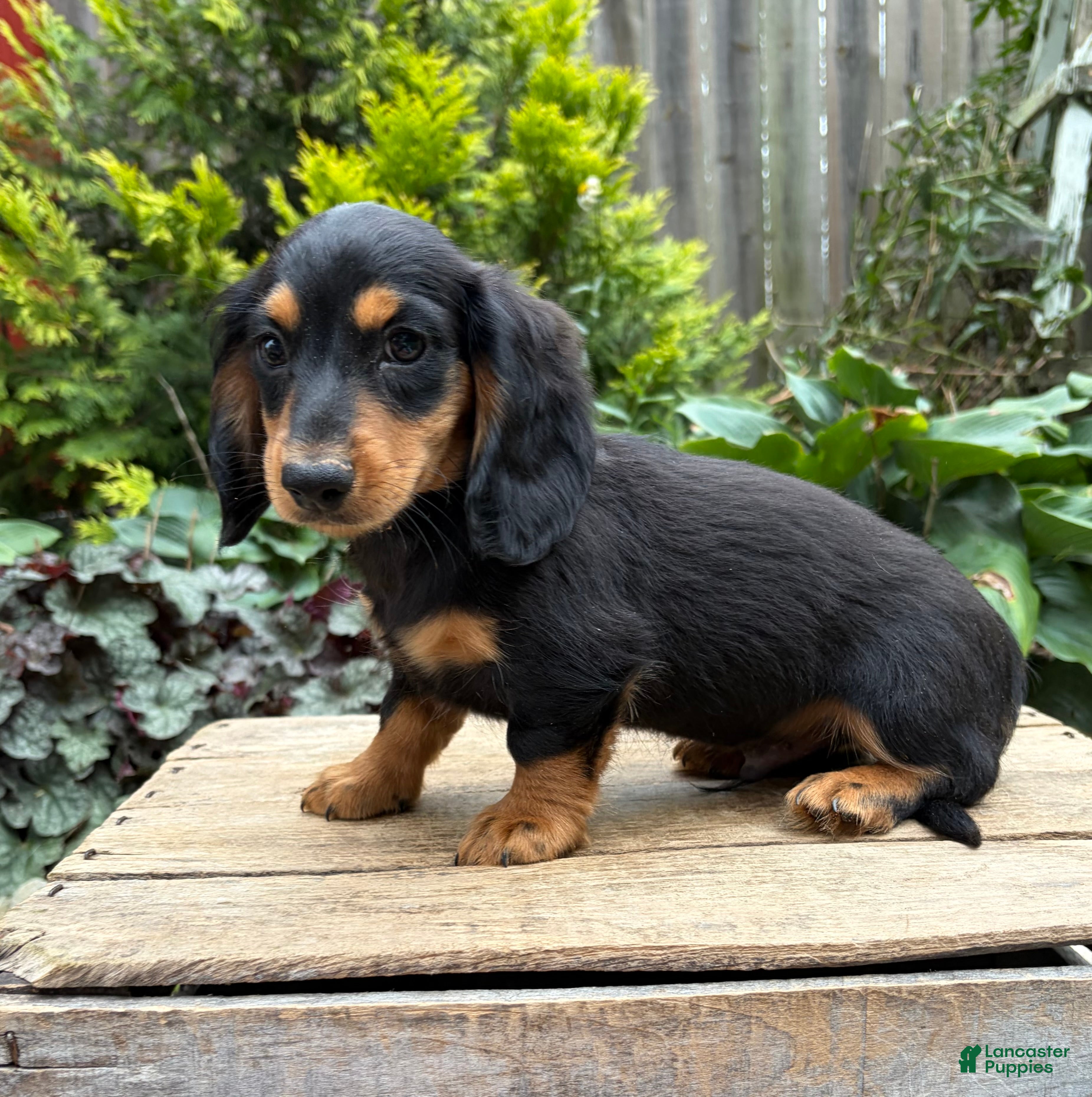 Dachshund dogs Remington - Ad 1