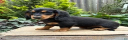 Dachshund dogs for sale: Remington - Ad 1