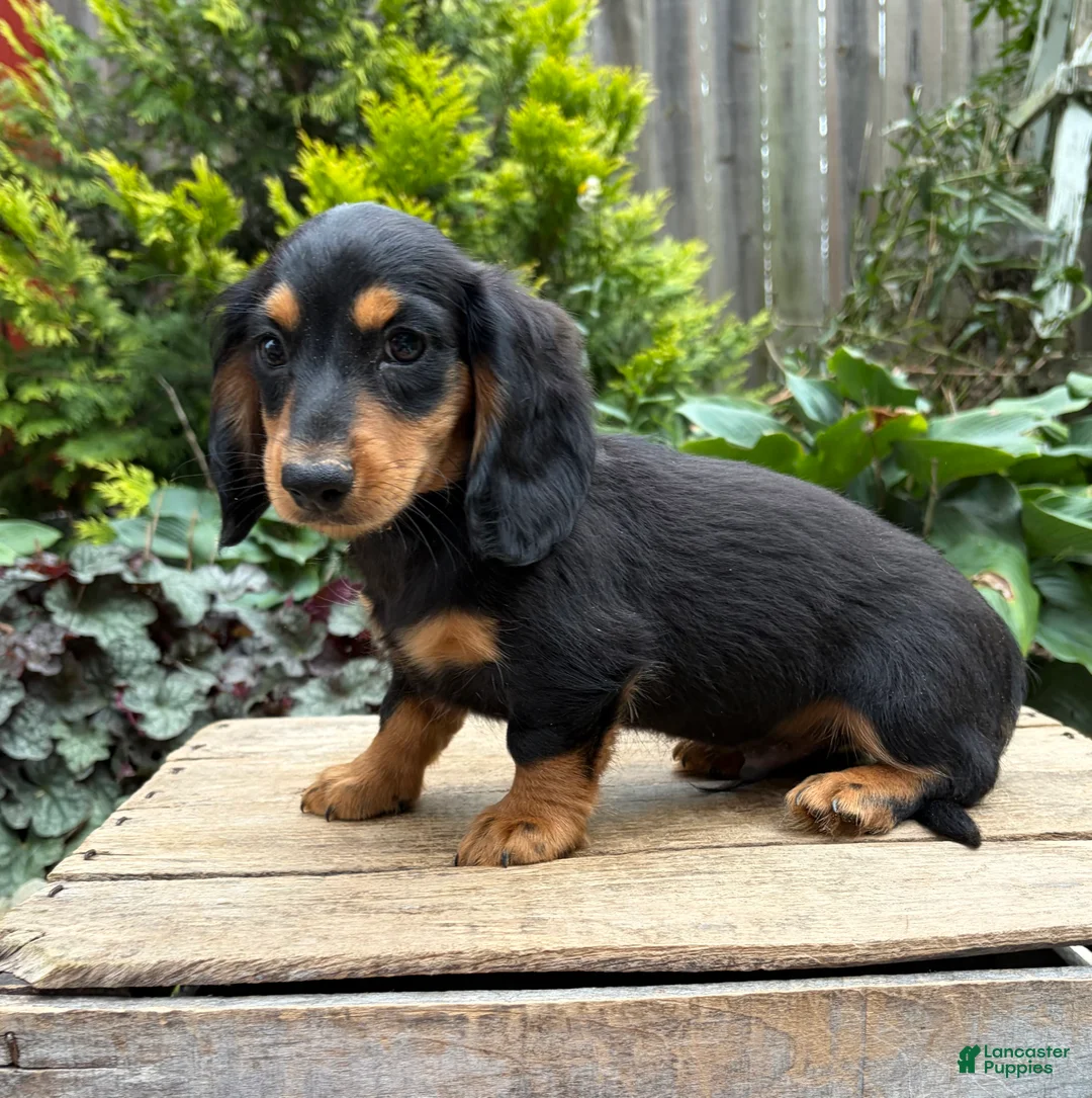 Dachshund dogs for sale: Remington - Ad 1