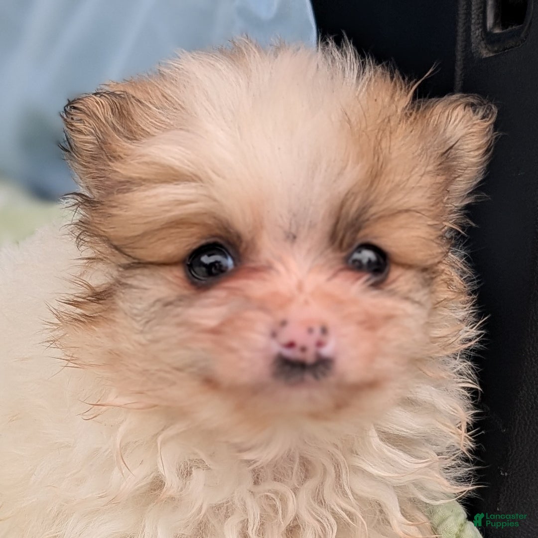 Pomeranian dogs for sale: Flicker - Ad 9