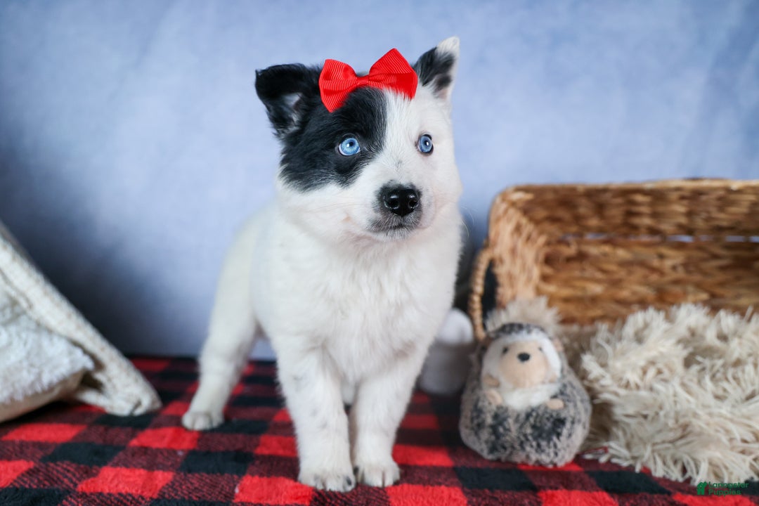 Mixed Breed dogs for sale: DAKOTA - Ad 8
