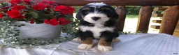 Mini Bernedoodle dogs for sale: Beauty - Ad 10