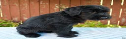 Giant Schnauzer dogs for sale: Orus - Ad 6