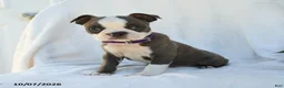 Boston Terrier dogs for sale: Aurora - Ad 3