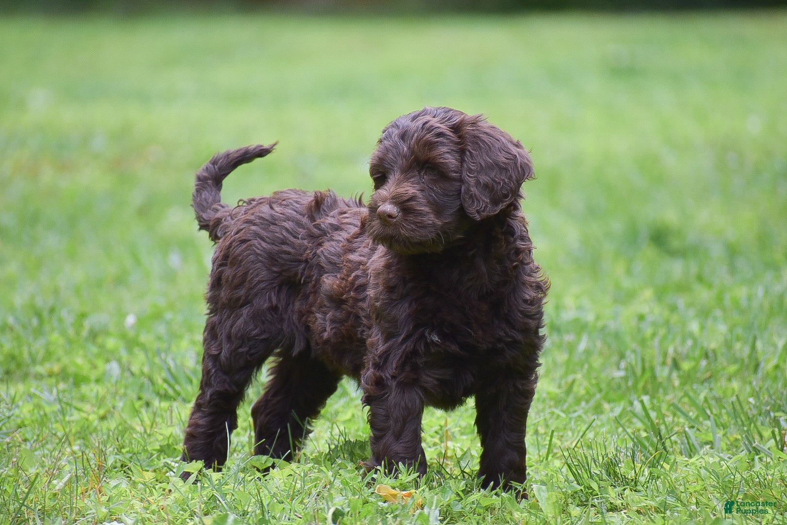 Portuguese Water Dog dogs Molly - Ad 2