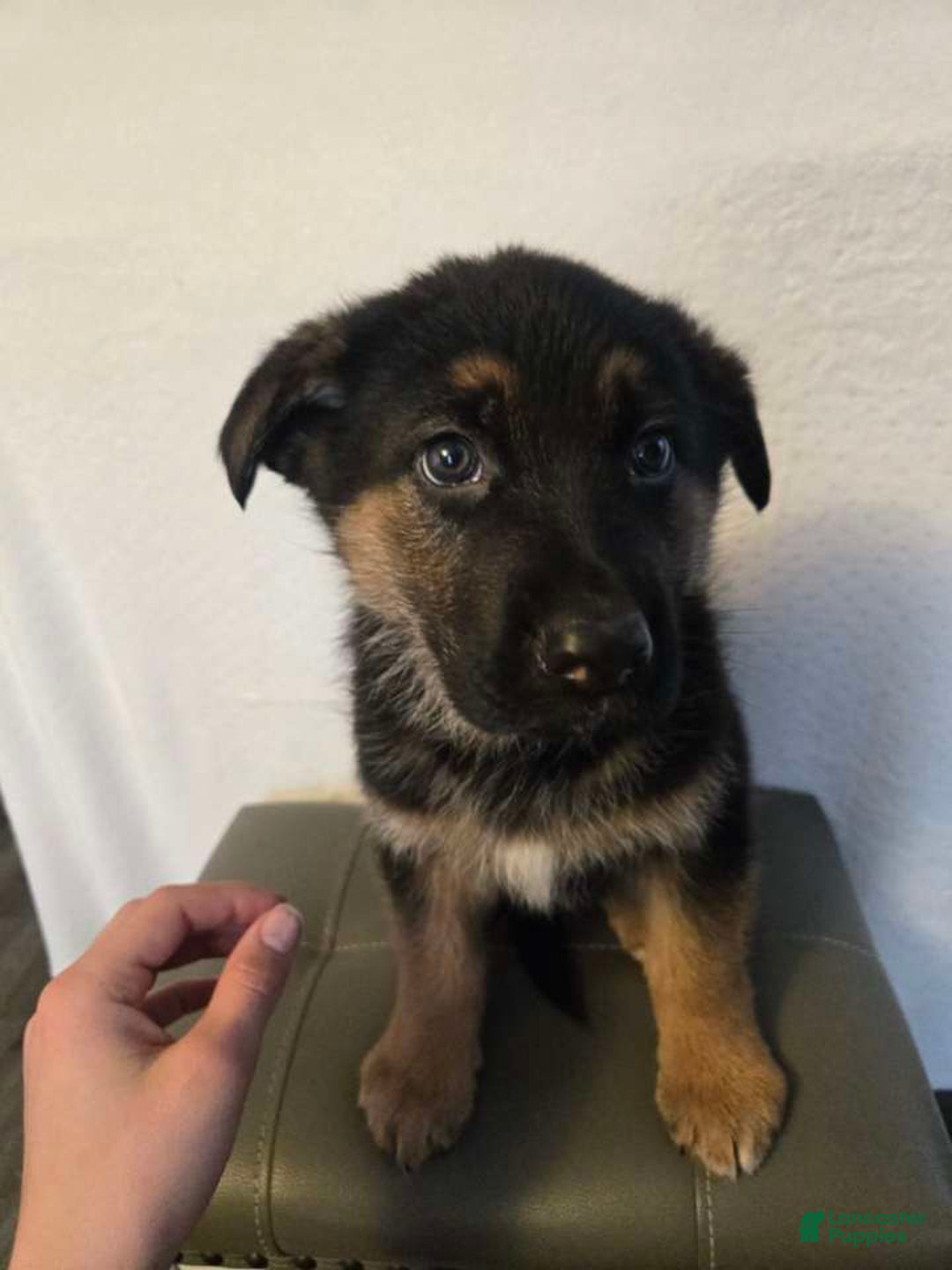 German Shepherd dogs for sale: Spot - Ad 2