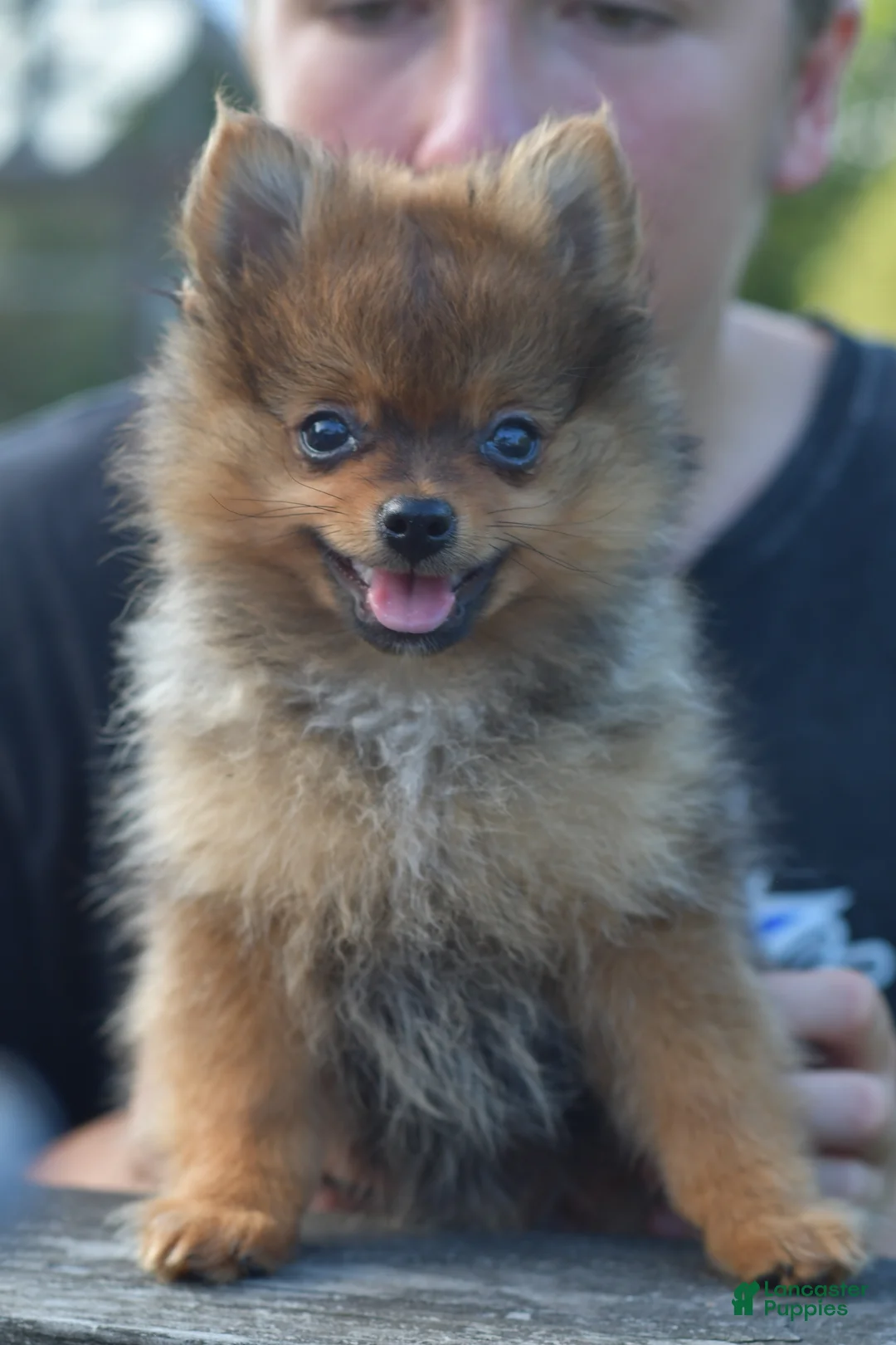 Mixed Breed dogs for sale: Alvin - Ad 1