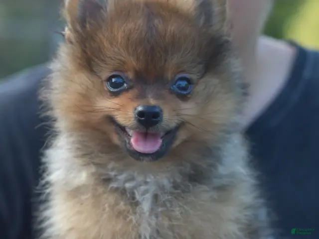 Mixed Breed dogs for sale: Alvin - Ad 1