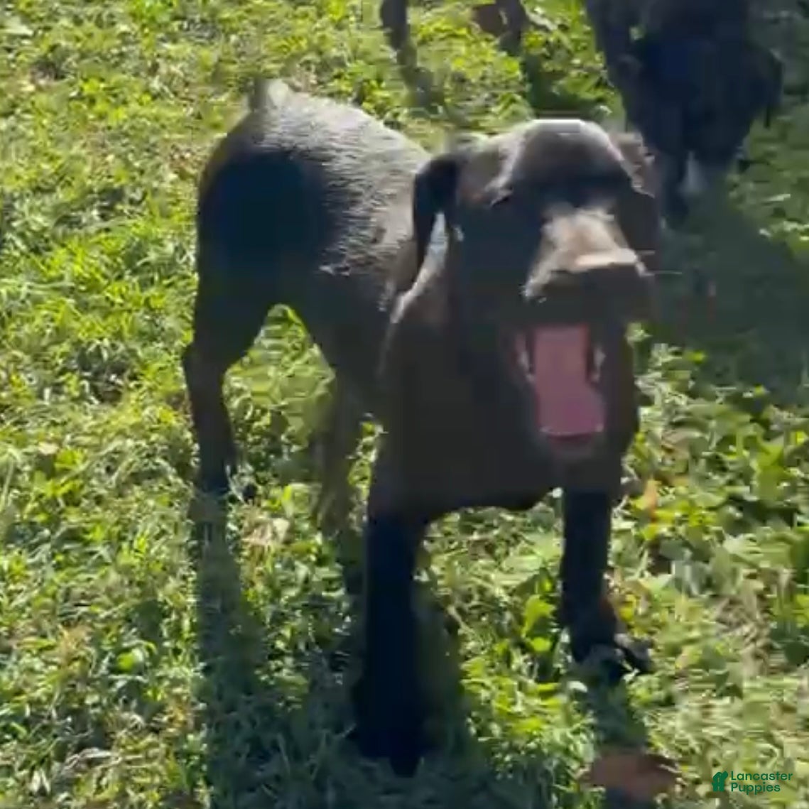 Mixed Breed dogs Rizzo - Ad 38