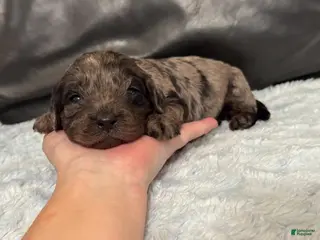 Cavapoo dogs Ziggy - Ad 22