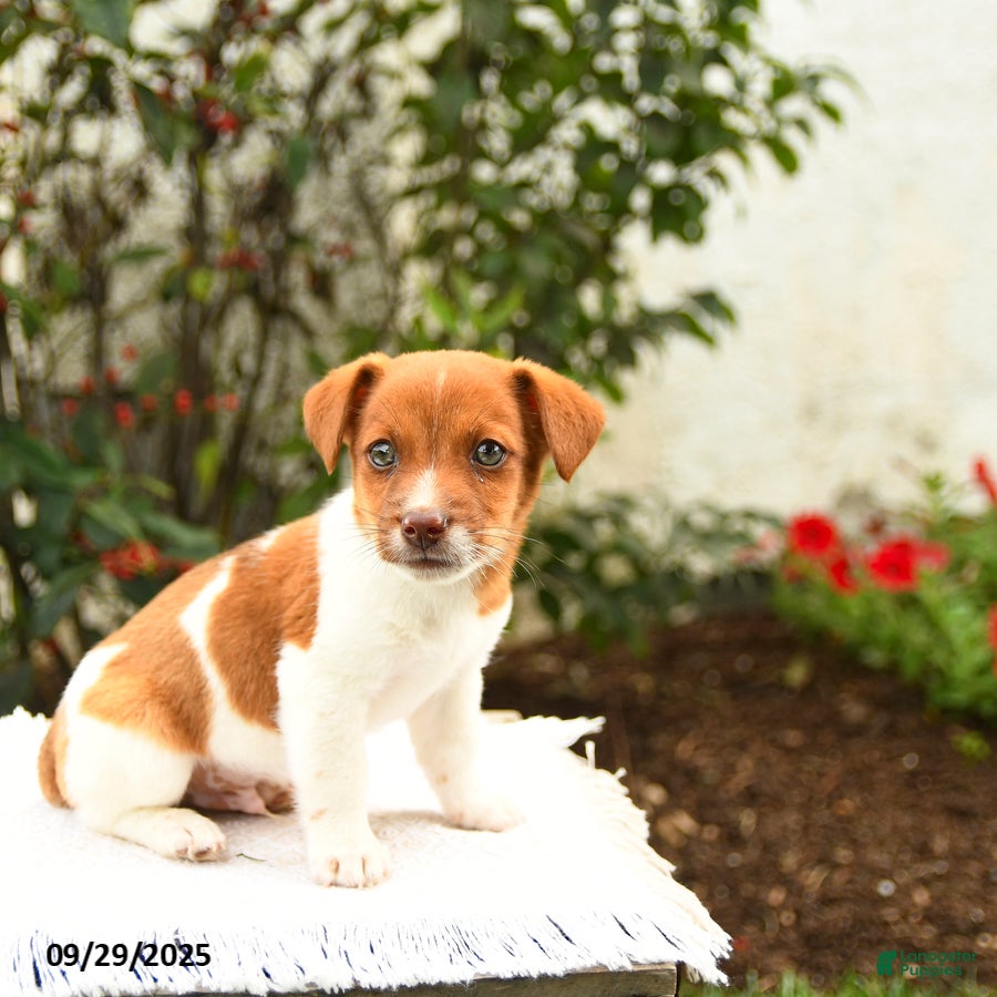South Africa Jack Russell Terrier Club Schleich 2021 Jack Russell