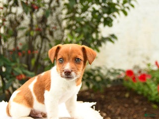 Jack Russell Terrier dogs - Ad 29