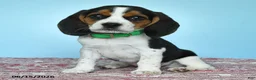 Beagle dogs for sale: Wade - Ad 3