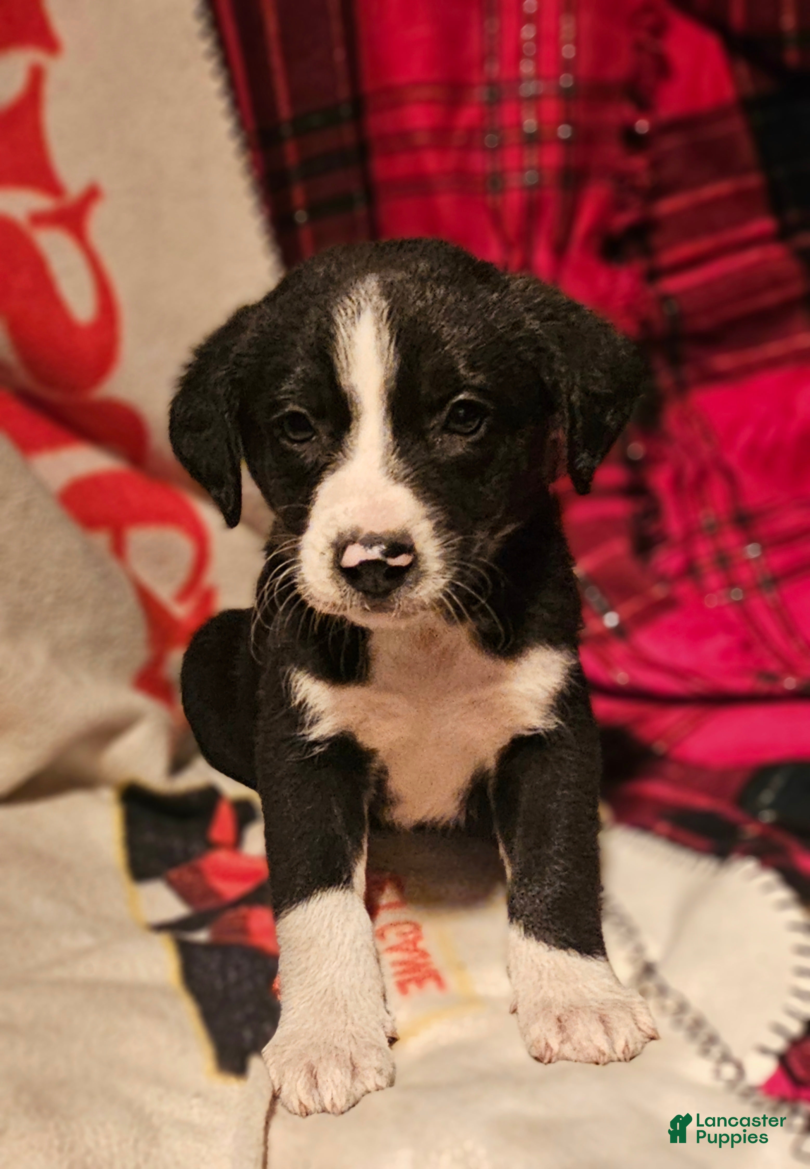 Border Collie dogs Great - Ad 19