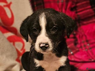 Border Collie dogs Great - Ad 40