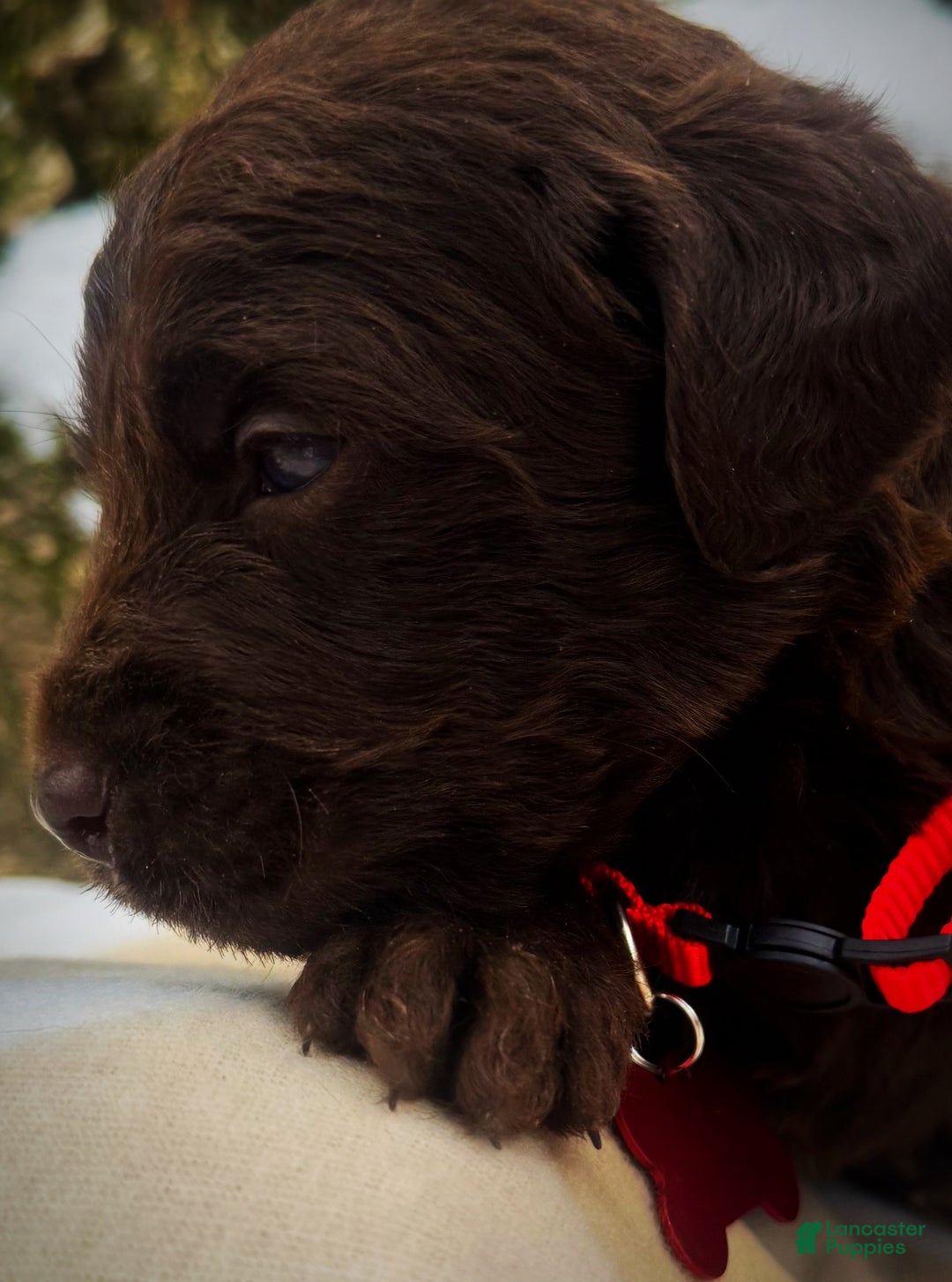 Labradoodle dogs for sale: Labradoodle Puppy 1 - Ad 5