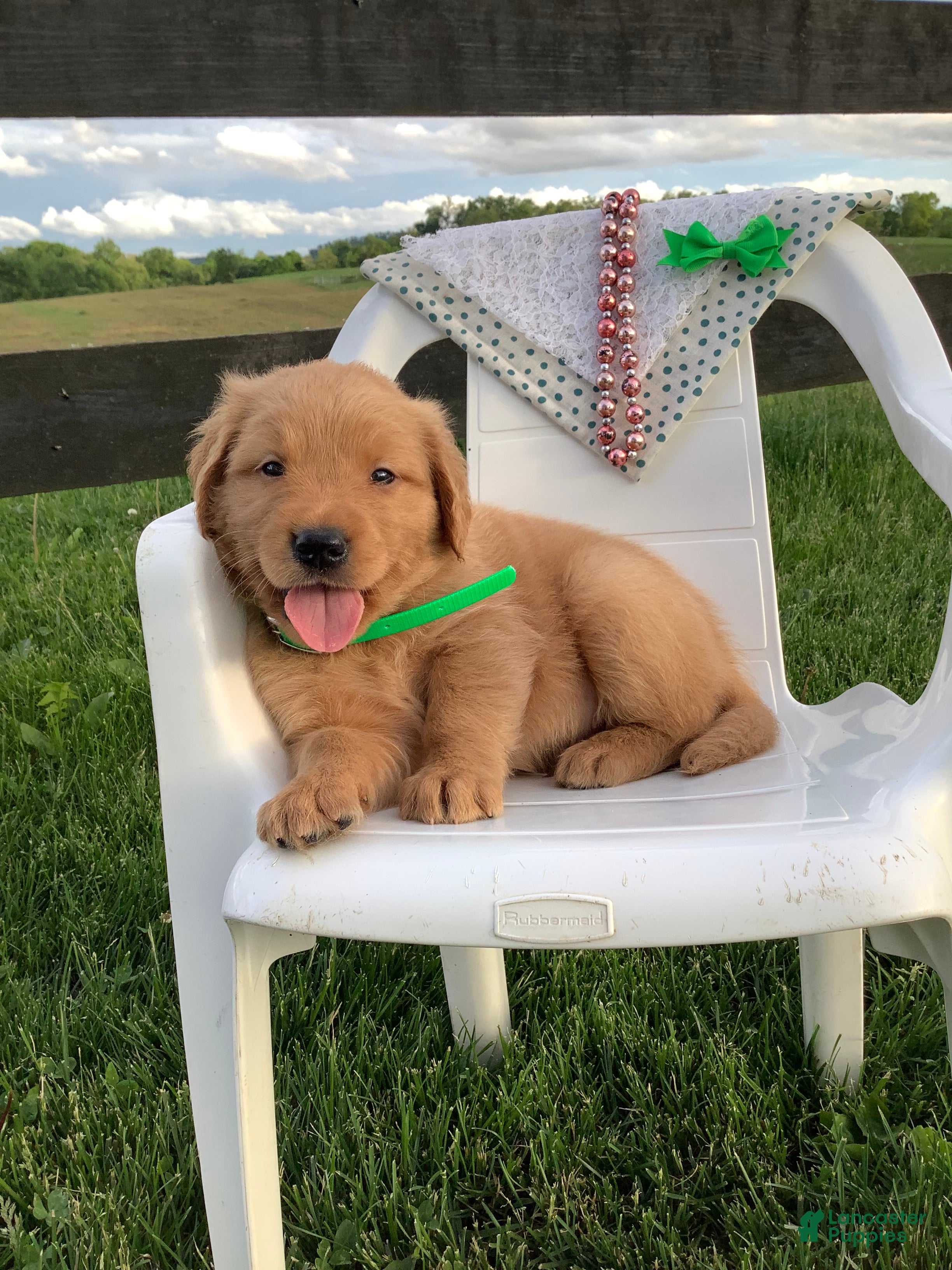 Golden Retriever dogs for sale: Golden Retriever Ticker - Ad 3