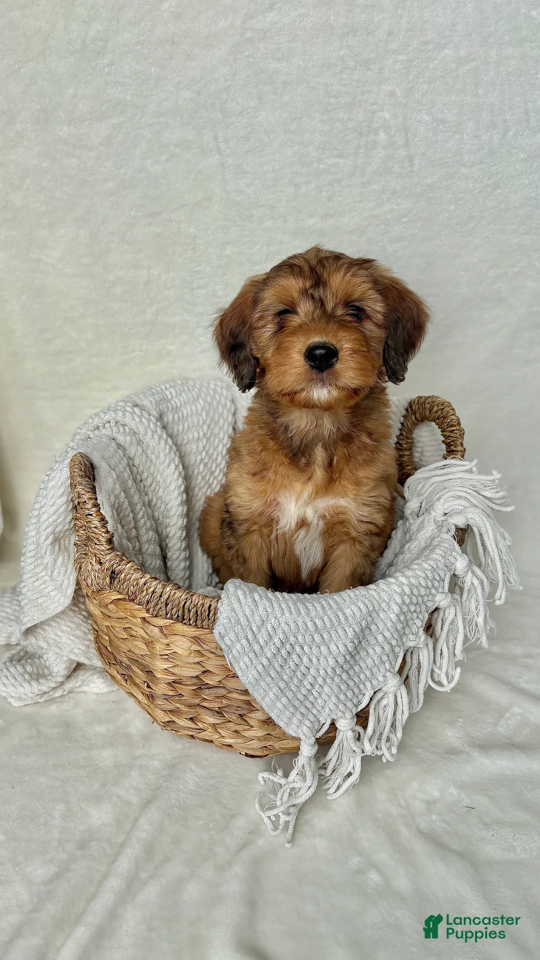 Bernedoodle dogs for sale: Bruno - Ad 5