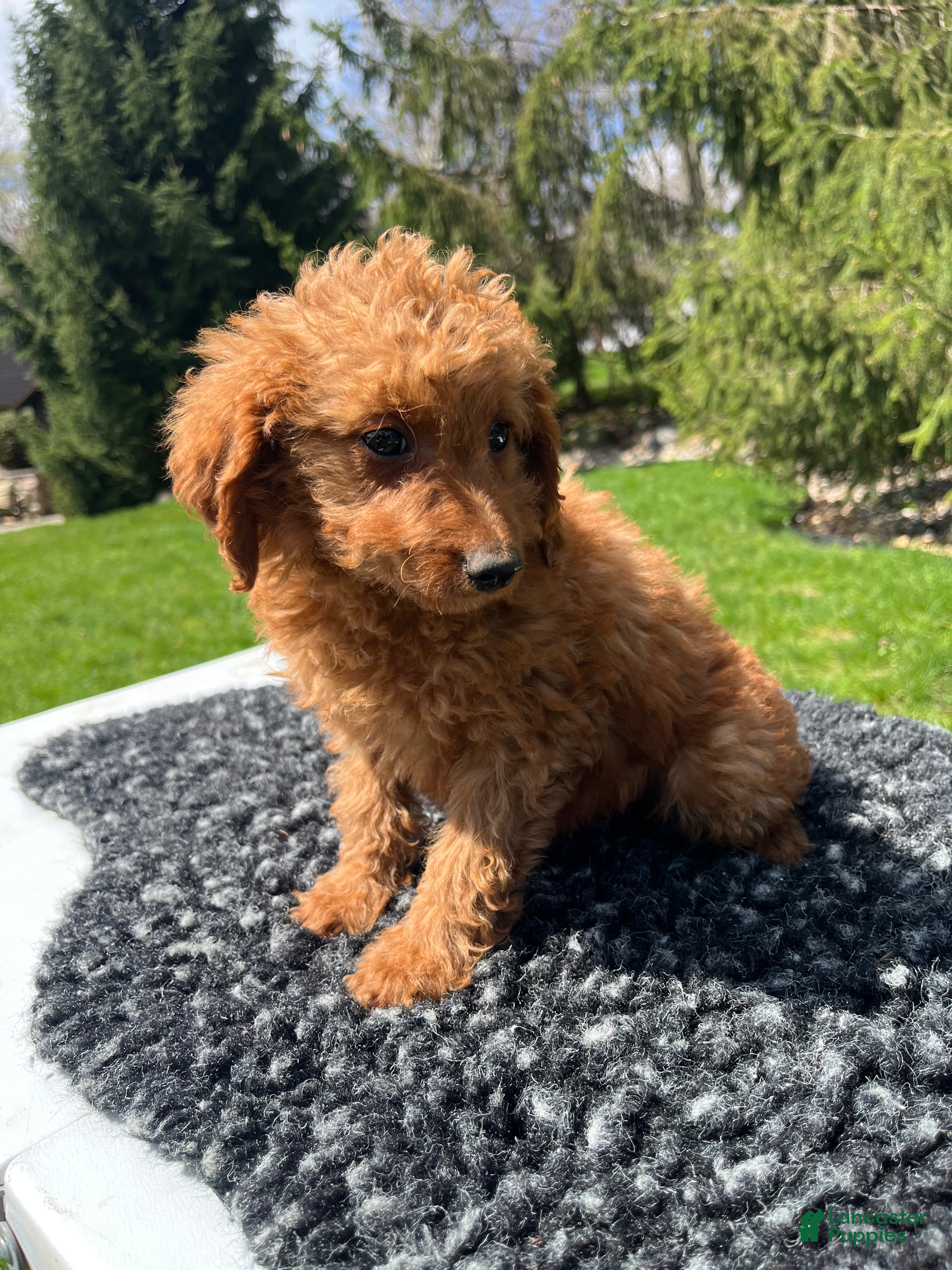Mini Goldendoodle dogs Sadie - Ad 2