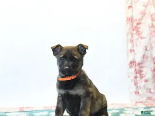 German Shepherd dogs for sale: Hammer - Ad 4