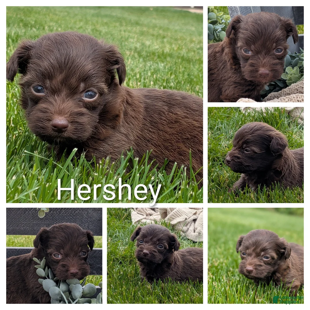 Havapoo dogs for sale: Hershey - Ad 3