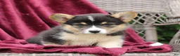 Welsh Corgi Pembroke dogs for sale: Jade  - Ad 2