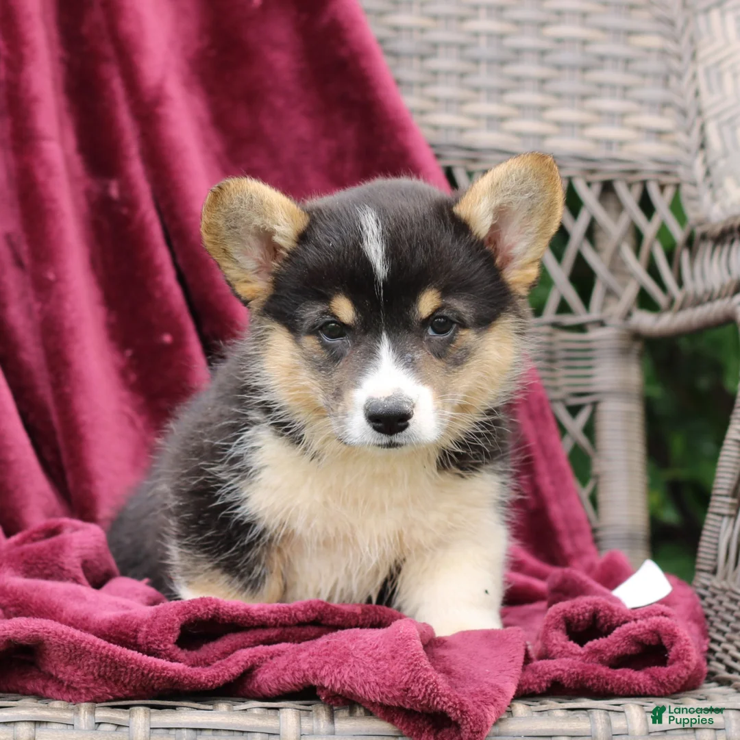 Welsh Corgi Pembroke dogs for sale: Jade  - Ad 2
