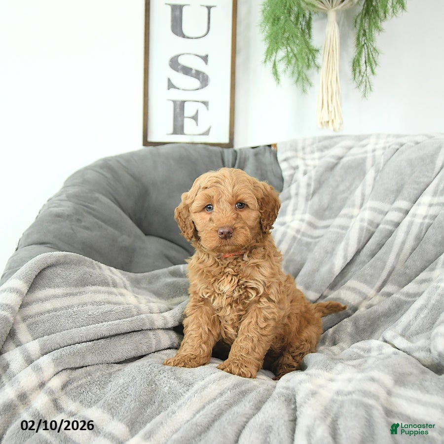 Mini Goldendoodle dogs Cupid - Ad 31