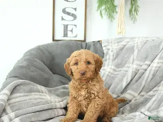 Mini Goldendoodle dogs Cupid - Ad 31